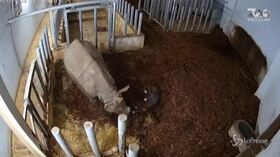 Polonia, nasce allo zoo primo cucciolo di rinoceronte indiano dopo 155 anni