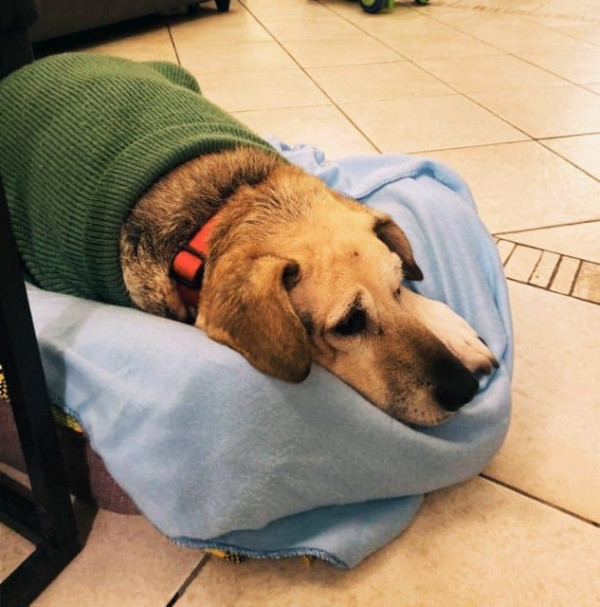 Boom di adozioni di cani e gatti durante il lockdown, il 15% in più rispetto allo scorso anno