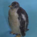 Messico: è nato Alex, raro esemplare di pinguino di una specie a rischio estinzione