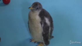 Messico: è nato Alex, raro esemplare di pinguino di una specie a rischio estinzione