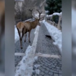 Il magico incontro tra un cervo e un gattino sotto la neve