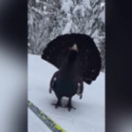 L’incontro tra lo sciatore e il gallo cedrone sulle piste del bergamasco