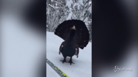 L’incontro tra lo sciatore e il gallo cedrone sulle piste del bergamasco