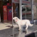 Turchia, il cane aspetta il padrone per giorni davanti all’ospedale: la fedeltà che commuove il mondo