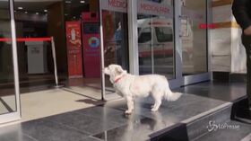 Turchia, il cane aspetta il padrone per giorni davanti all’ospedale: la fedeltà che commuove il mondo