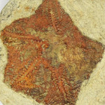 Marocco, ritrovato fossile di un animale marino a forma di stella