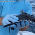 Florida, la tartaruga Victor torna a nuotare nell’oceano