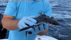 Florida, la tartaruga Victor torna a nuotare nell’oceano