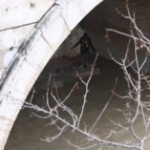 Roma, Vigili del Fuoco salvano clochard dalla piena del Tevere