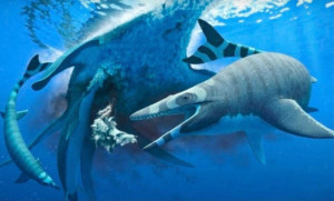 Marocco, scoperto nuovo mosasauro del Cretaceo: lucertola marina con ‘denti di squalo’