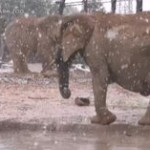 Nevica in Arizona: gli elefanti dello zoo impazziscono di felicità
