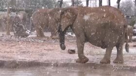 Nevica in Arizona: gli elefanti dello zoo impazziscono di felicità