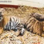 Usa, allo Zoo di Cleveland nate due tigri siberiane