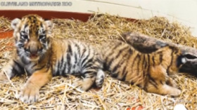 Usa, allo Zoo di Cleveland nate due tigri siberiane