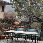 L’Aquila, liberato dalle luminarie tra le corna il cervo ‘di Babbo Natale’