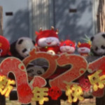 Cina: debutto in società per 10 baby panda