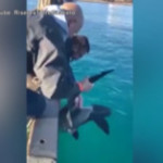 Raro squalo elefante intrappolato a Torre Guaceto: salvato dai pescatori