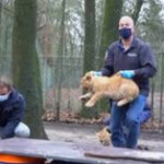 Paesi Bassi: tre leoncini vaccinati contro l’influenza, i cuccioli non la prendono tanto bene…