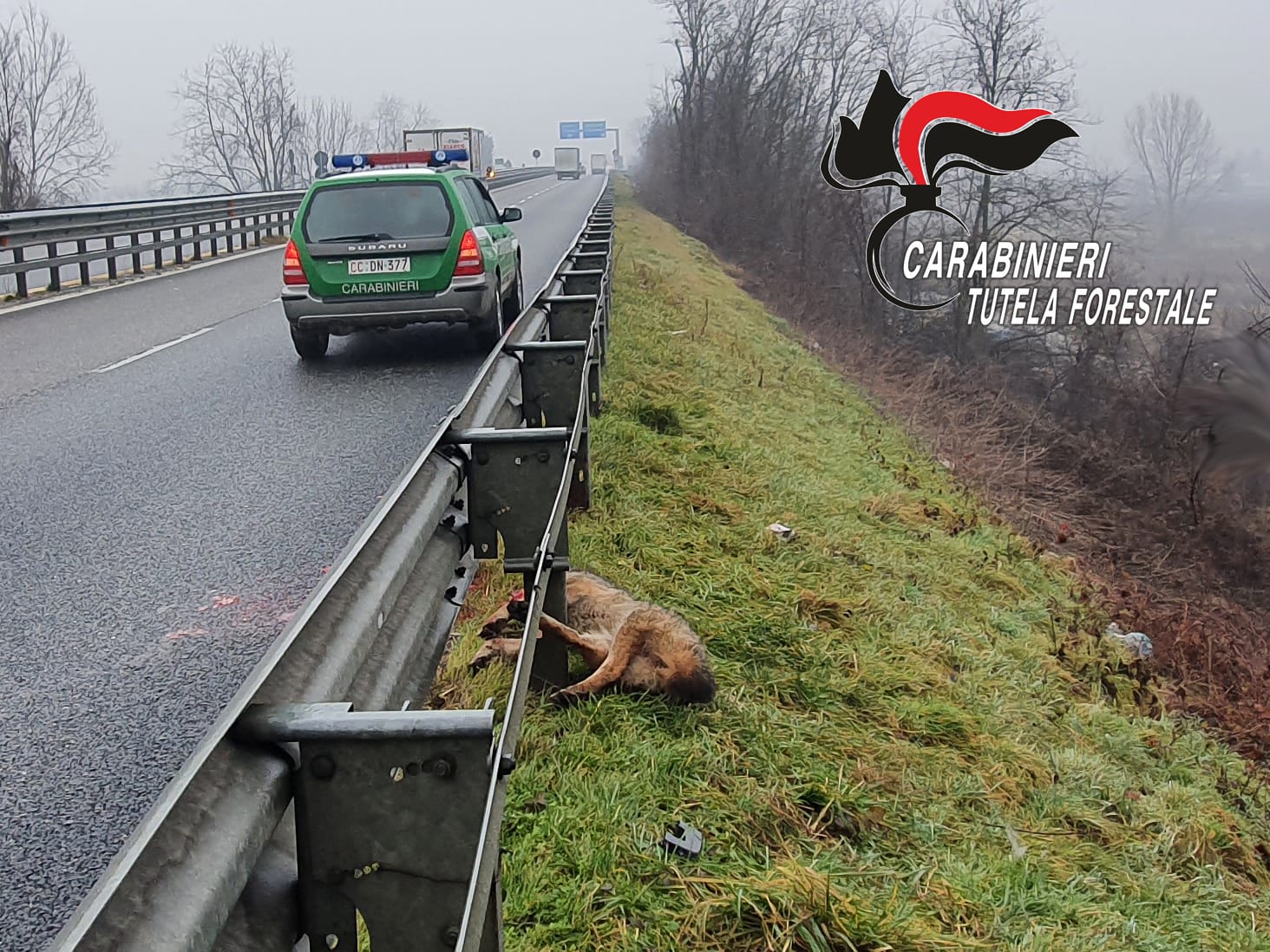 Asti, lupo investito e ucciso a bordo strada Asti, lupo investito e ucciso a bordo strada