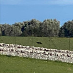 Puglia, pantera avvistata a Castellana Grotte. Il sindaco: “Niente panico ma prudenza”