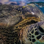 Puglia, a San Valentino saranno liberate le due tartarughe salvate dai pescatori: Giulietta e Romeo