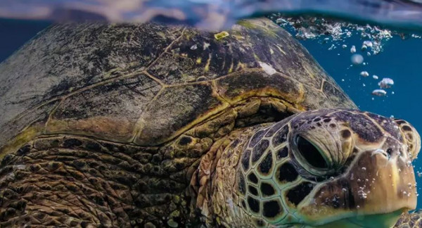 Tartarughe salvate dai pescatori. Liberate a San Valentino