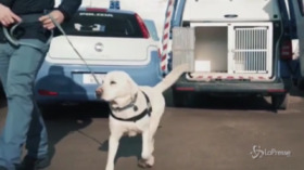 Spoke, il labrador che ha bonificato la zona della cerimonia di inaugurazione