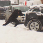 Germania: neve e ghiaccio paralizzano trasporti