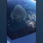 Australia: koala finisce in autostrada e provoca un incidente, l’animale salvato da un automobilista