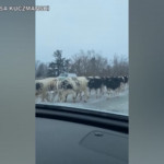 Usa, mandria di mucche invade autostrada