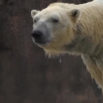 Michigan, orso polare maschio uccide femmina della sua specie nello zoo