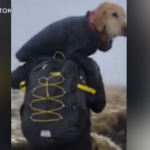 Irlanda, salvano cane disperso in montagna e lo trasportano a valle per una decina di chilometri