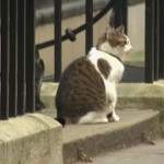 Larry, il gatto di Downing Street festeggia 10 anni nella casa del Primo Ministro