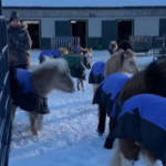 Usa: videochiamate con pony e asinelli, col Covid la pet therapy si fa a distanza