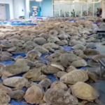 Gelo in Texas, salvate migliaia di tartarughe