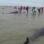 Strage di cetacei in Indonesia: salvi solo 3 dei 45 spiaggiati