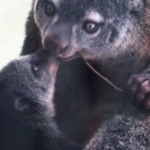Polonia, un cucciolo di canguro a rischio estinzione è nato al Wroclaw Zoo
