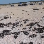 Israele chiude le spiagge del Mediterraneo: sono state invase dal greggio