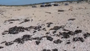 Spiagge invase dal greggio in Israele, chiusura