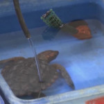 Sversamento di petrolio in Israele, soccorse e ripulite 11 tartarughe marine