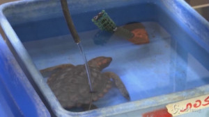 Soccorse e ripulite tartarughe marine in Israele