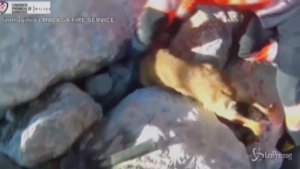 Cane intrappolato tra le rocce liberato dai vigili del fuoco