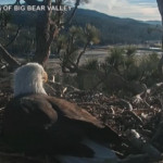 California: coppia di aquile accudisce uova nel nido, si schiuderanno a marzo