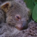 Sydney, al Taronga Zoo è nato un cucciolo di koala