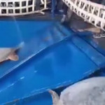 Texas, liberate le tartarughe salvate dal gelo