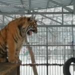 Russia, la tigre Vitas: il ruggito è come il vagito di un neonato