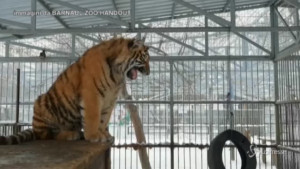 La tigre Vitas: ruggito come il vagito di un neonato