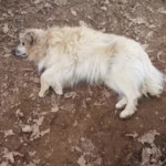 Biella, Vigili del Fuoco salvano cane rimasto incastrato in un camino