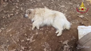 Cane rimasto incastrato in un camino a Biella