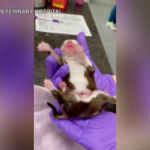 Usa: ecco Skipper, il cucciolo di cane nato con sei zampe